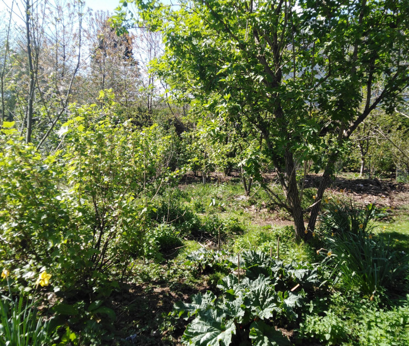 permaculture forest garden